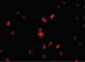 NUP107 Antibody (Internal)